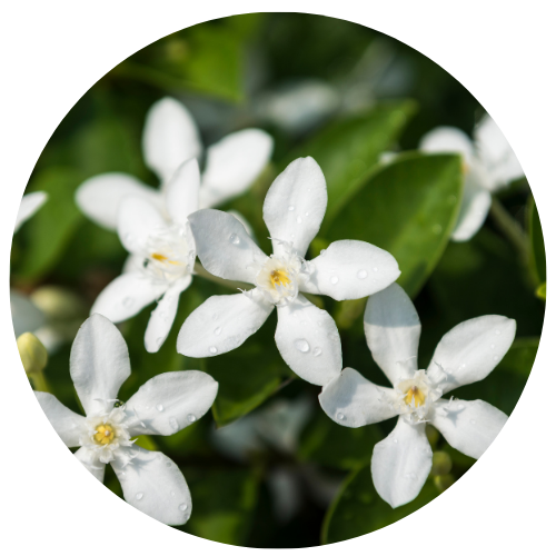 Jasmine - Aphrodisiac