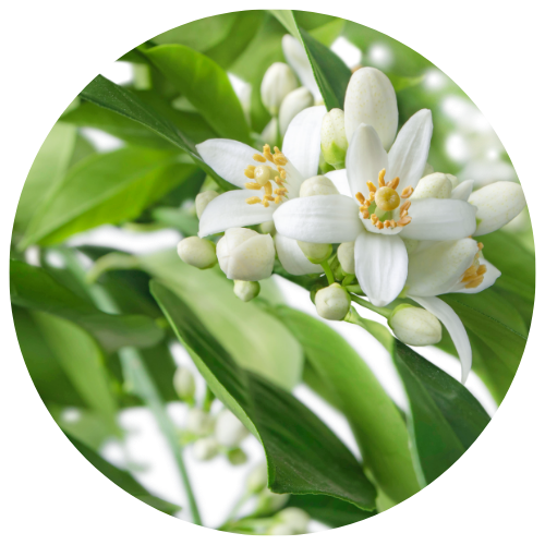Neroli - Refreshing