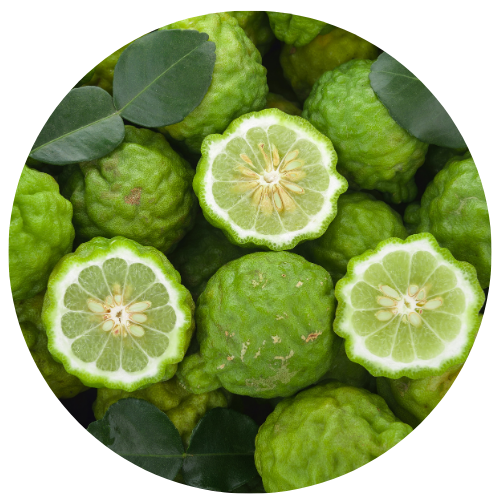 Bergamot - Invigorating