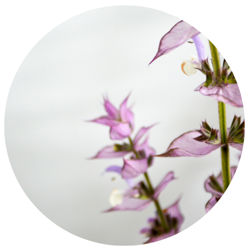 Clary Sage Balancing
