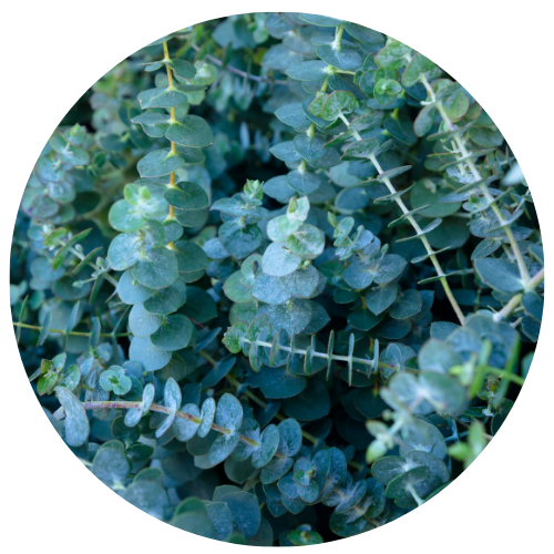 Eucalyptus - Breathe