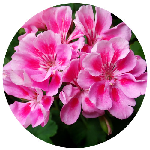 Geranium - Calming
